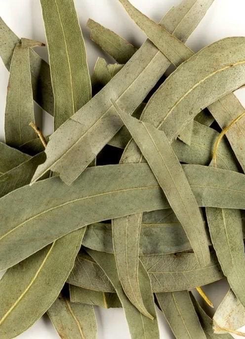 Eucalyptus Leaves – Loose Herb – Breathe, Purify & Uplift 1oz.